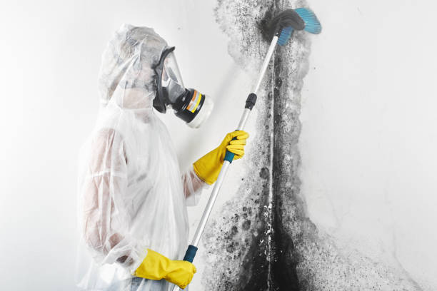 Best Attic Mold Removal  in Shortsville, NY