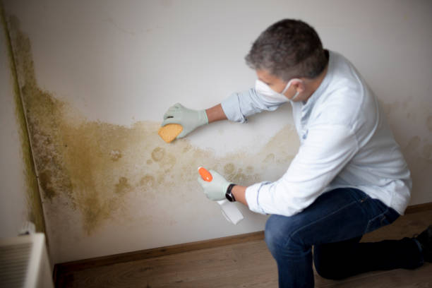 Best Comprehensive Air Testing for Mold Contaminants  in Shortsville, NY