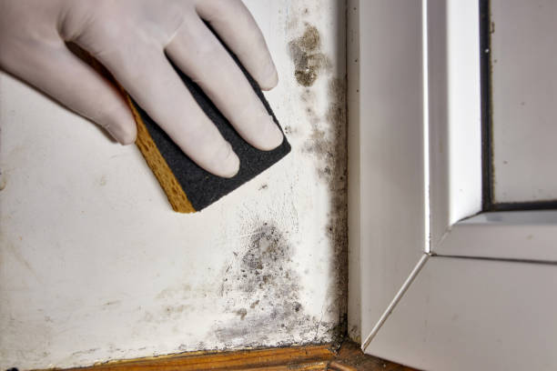 Best Attic Mold Removal  in Shortsville, NY